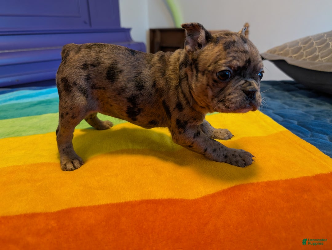 Frenchton dogs for sale: Jesse - Ad 3