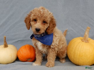 Mini Goldendoodle dogs Odie - Ad 17