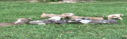 American Bully dogs for sale: Beauty - Ad 7