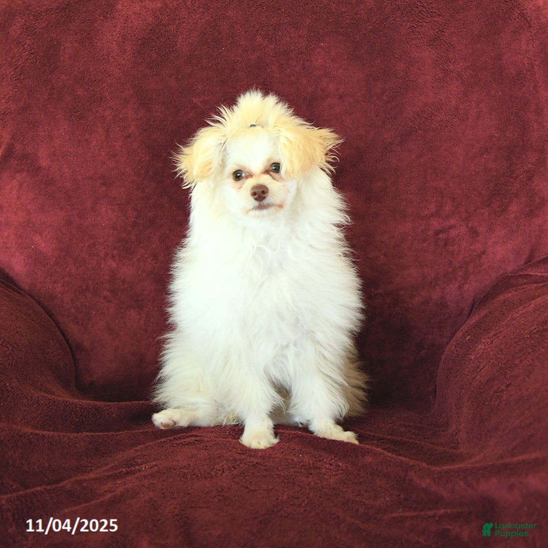 Pomapoo dogs for sale: Drako - Ad 3