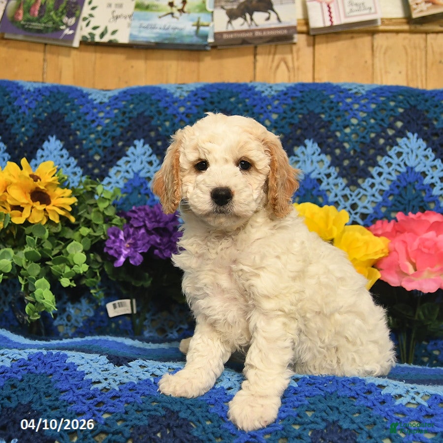 Mini Goldendoodle dogs Bobby  - Ad 2