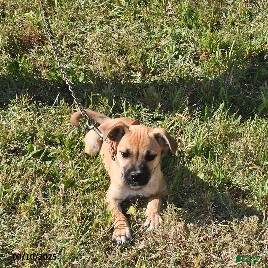 Mixed Breed dogs for sale: Shadow - Ad 4