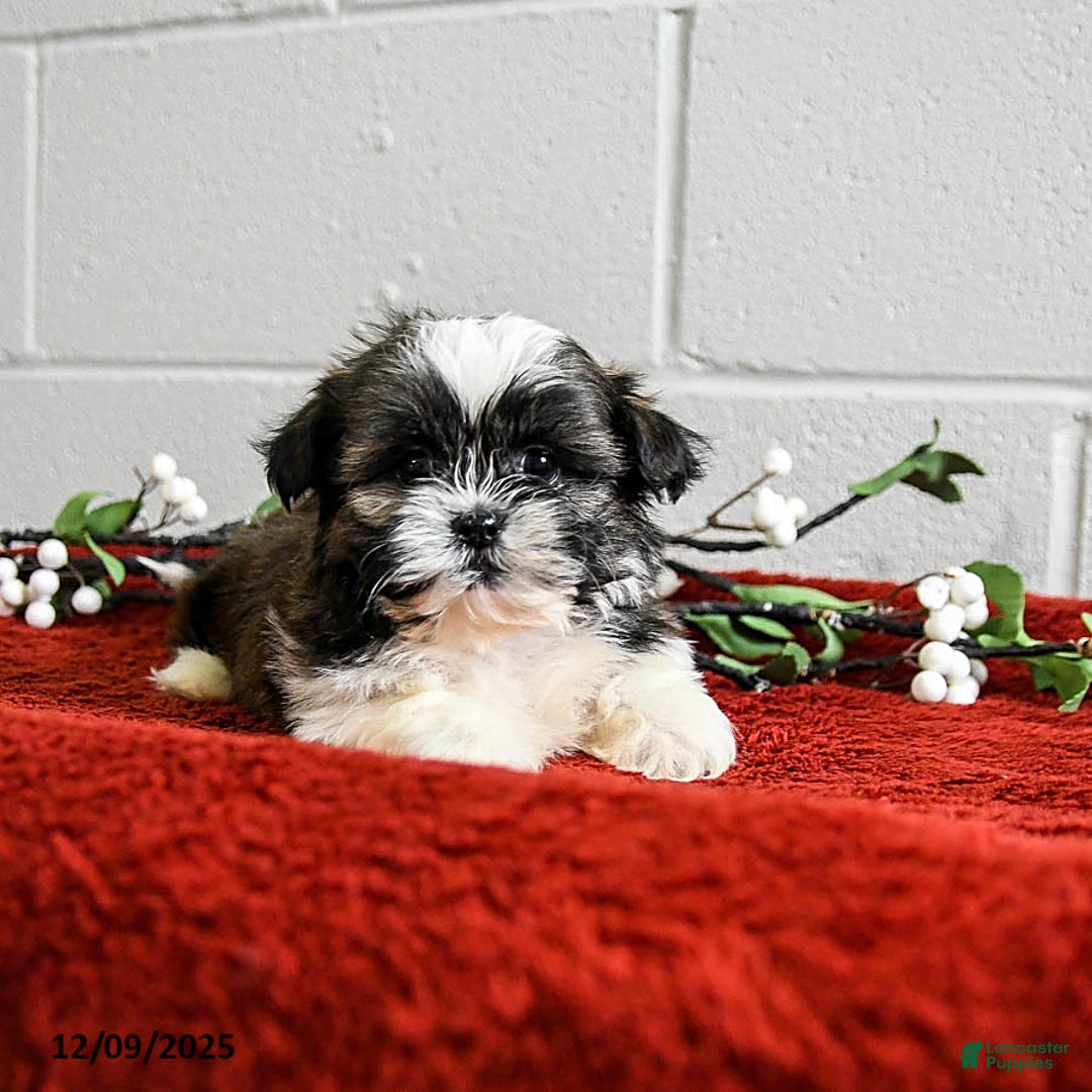 Shih Tzu dogs for sale: Harley - Ad 3