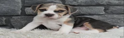 Beabull dogs for sale: Tessa  - Ad 4