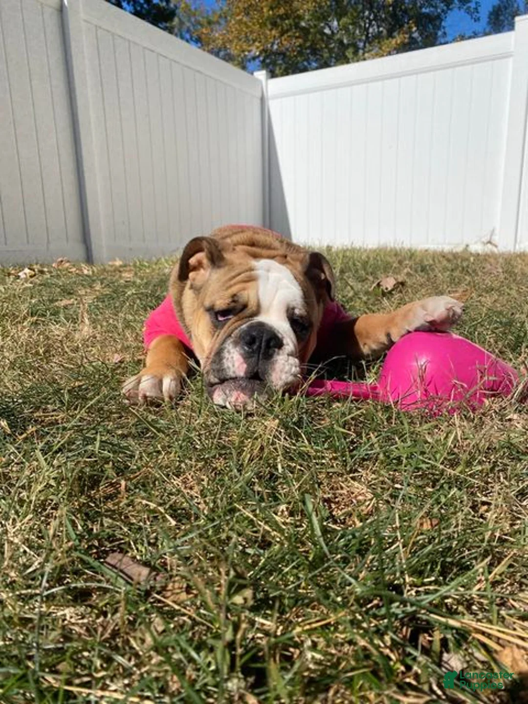 Gallery Image {{count}}