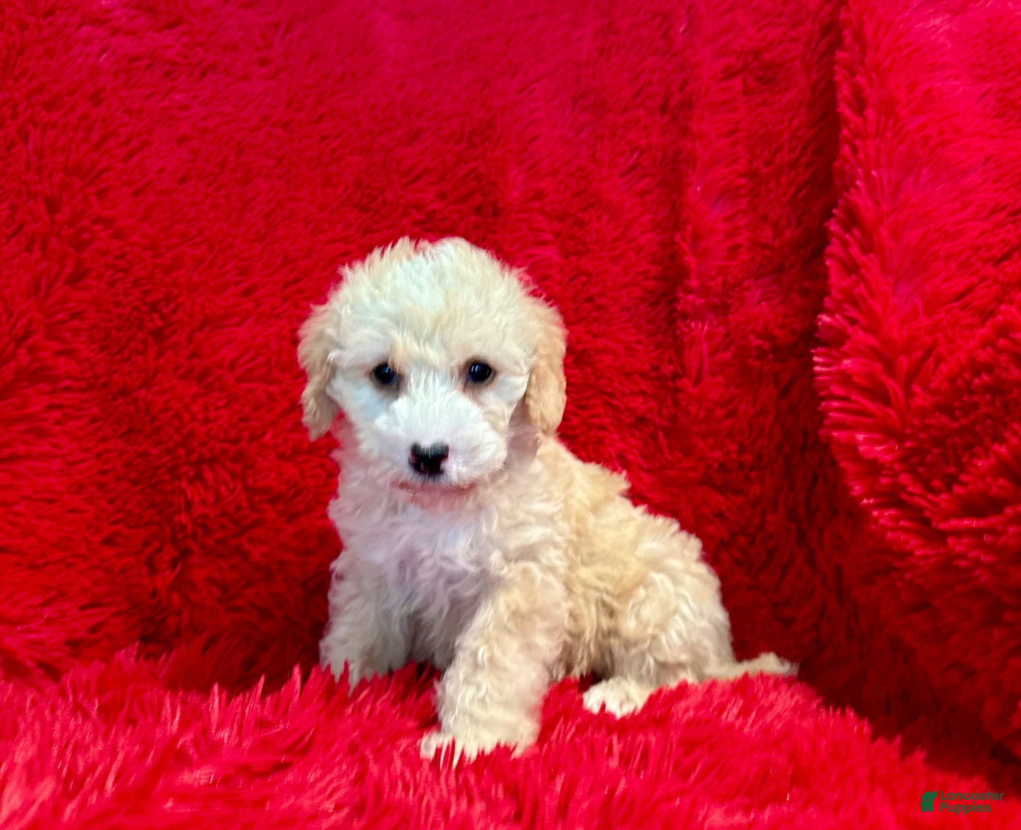 Maltipoo dogs Daisy - Ad 14
