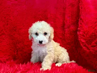 Maltipoo dogs Daisy - Ad 20