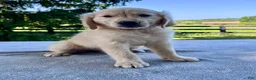 Golden Retriever dogs for sale: Ozzy - Ad 4