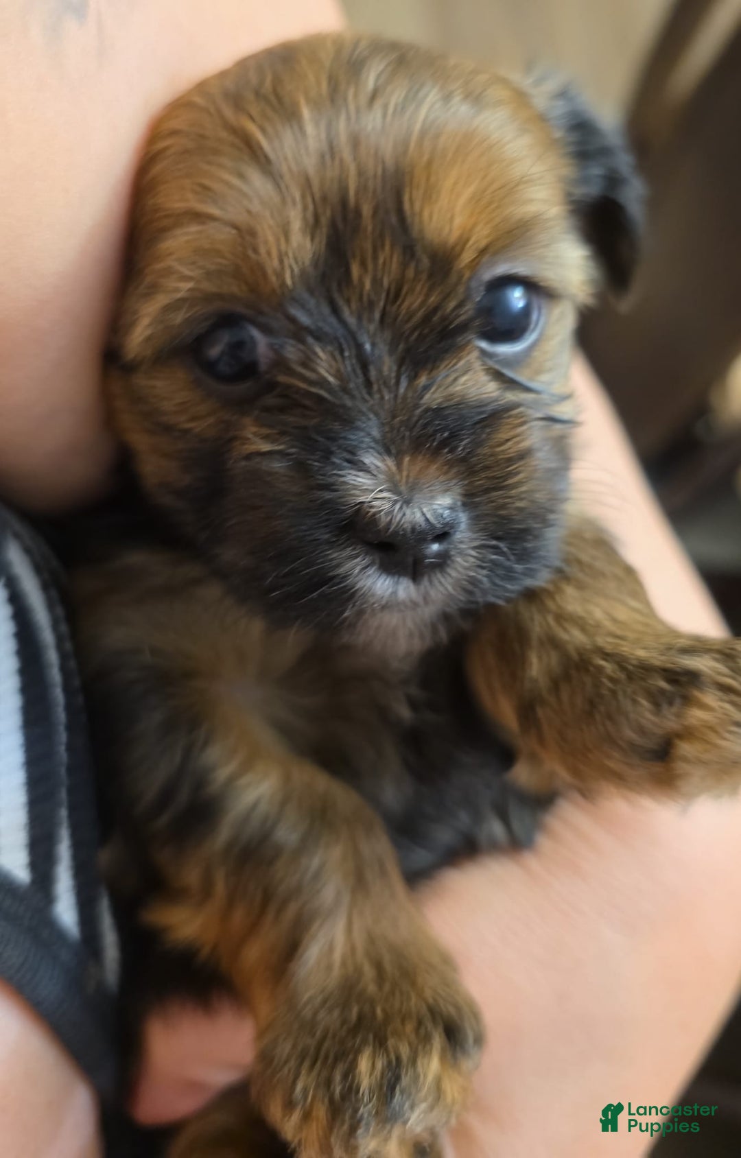 Shorkie dogs for sale: Shorkie Puppy 3 Bruna - Ad 5