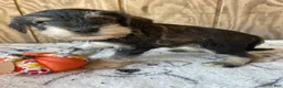 Miniature Schnauzer dogs for sale: Kirby - Ad 4