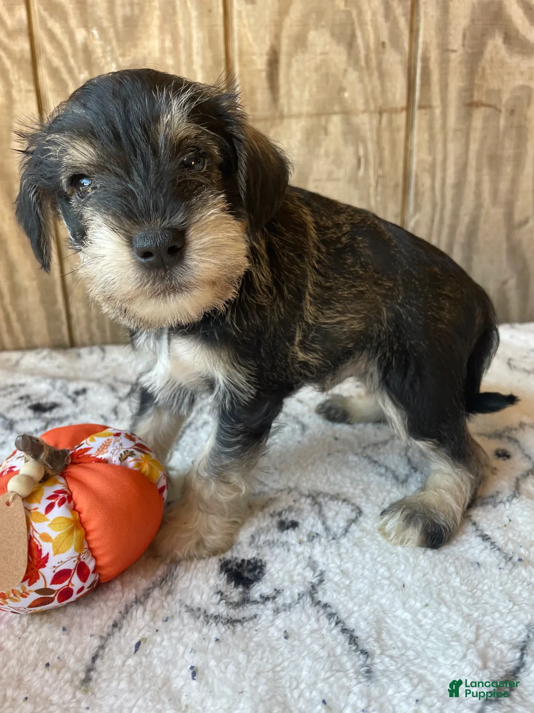 Miniature Schnauzer dogs for sale: Kirby - Ad 4