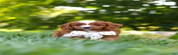 Cavapoo dogs for sale: Jayce - Ad 8