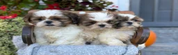 Shih Tzu dogs for sale: Sailor - Ad 12