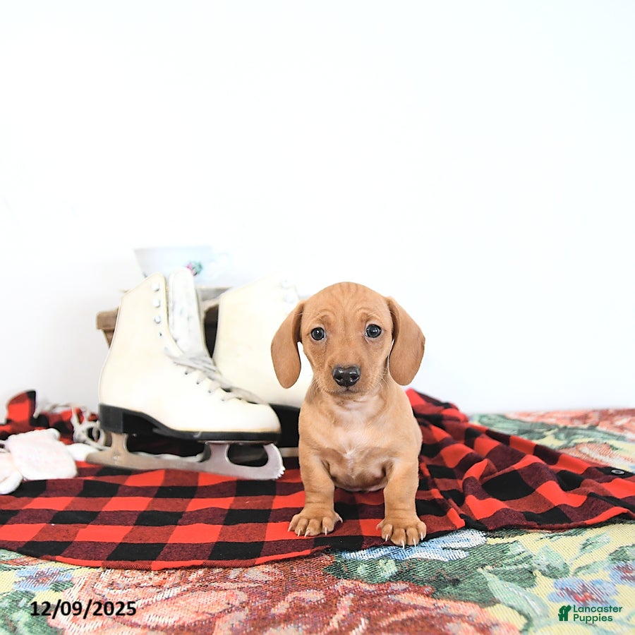 Miniature Dachshund dogs Lucy - Ad 19