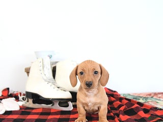 Miniature Dachshund dogs Lucy - Ad 36