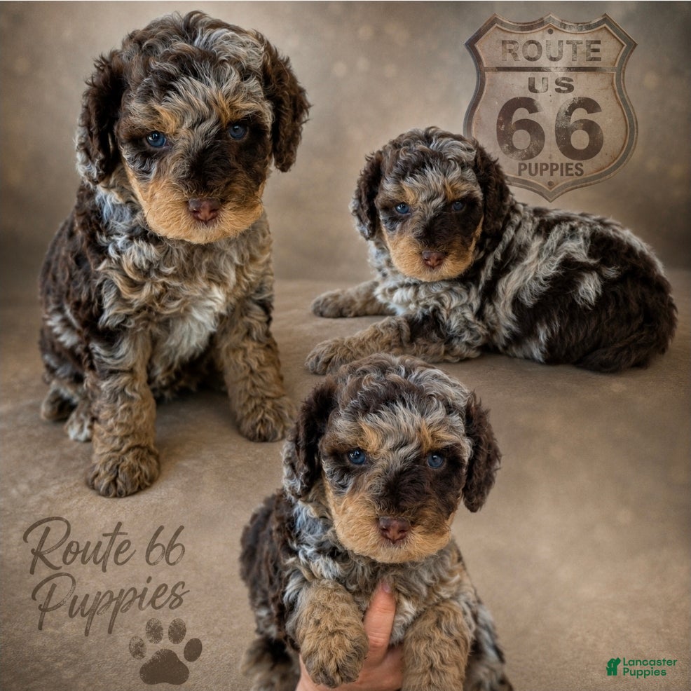 Bernedoodle dogs Bernedoodle 2 - Ad 1