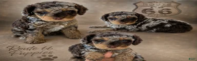 Bernedoodle 2