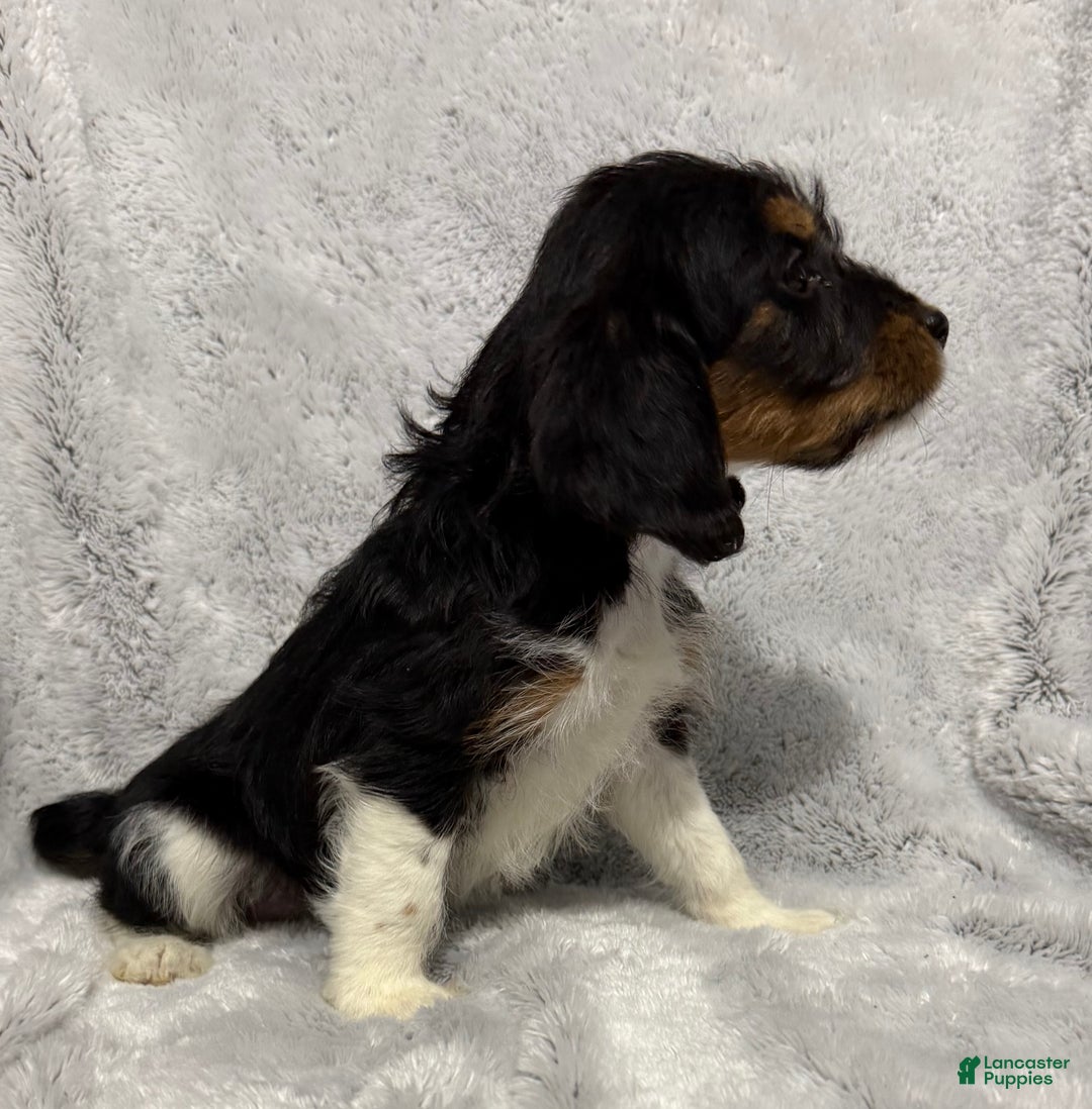 Mixed Breed dogs for sale: Callie - Ad 2