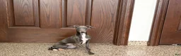 Italian Greyhound dogs for sale: Jenna - Ad 8