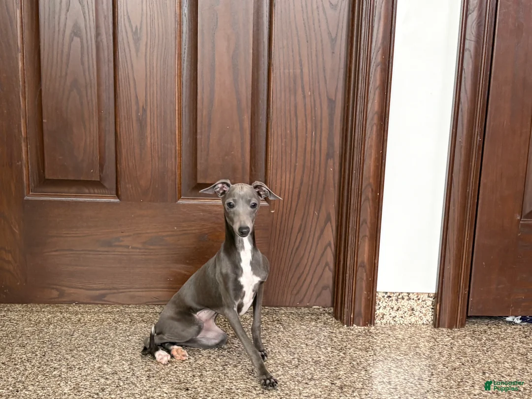 Italian Greyhound dogs for sale: Jenna - Ad 8