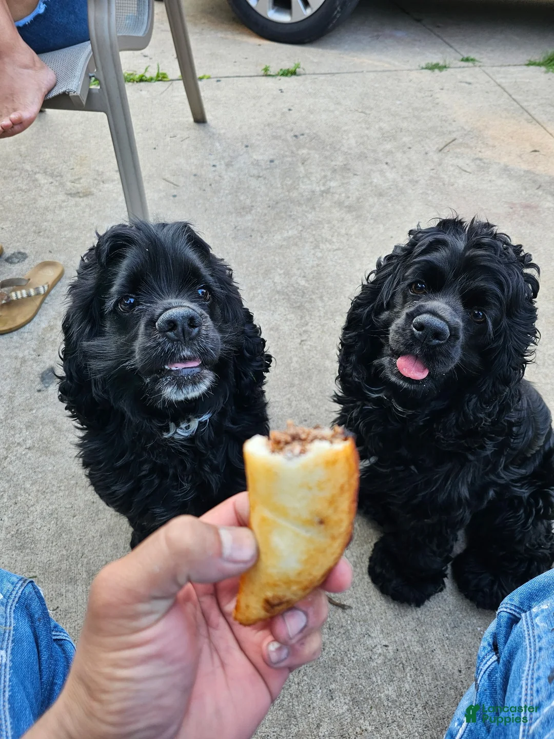 Cocker Spaniel dogs for sale: Hendrix - Ad 2