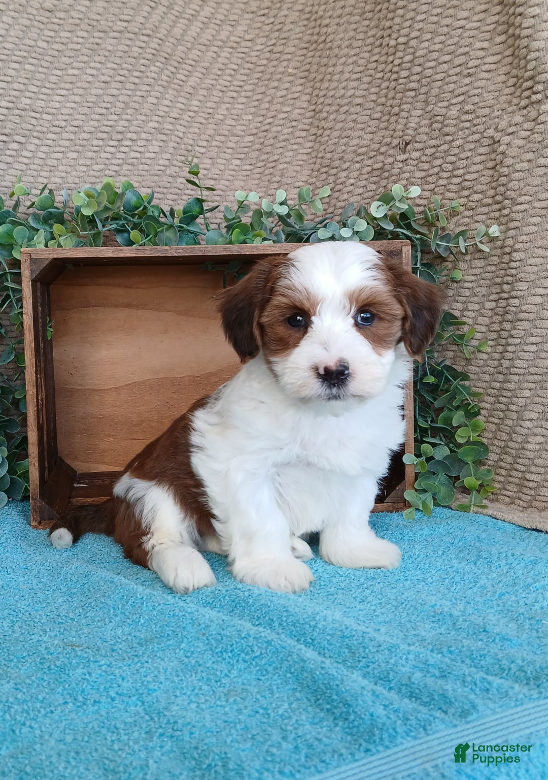 Havanese dogs for sale: Muffin  - Ad 2