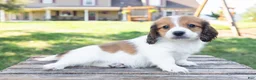 Miniature Dachshund dogs for sale: Hobbes - Ad 8