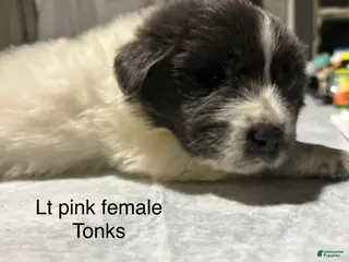 Mixed Breed dogs Mixed Breed Puppy 9 - Ad 5