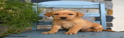 Labrador Retriever dogs for sale: ChexMix - Ad 5