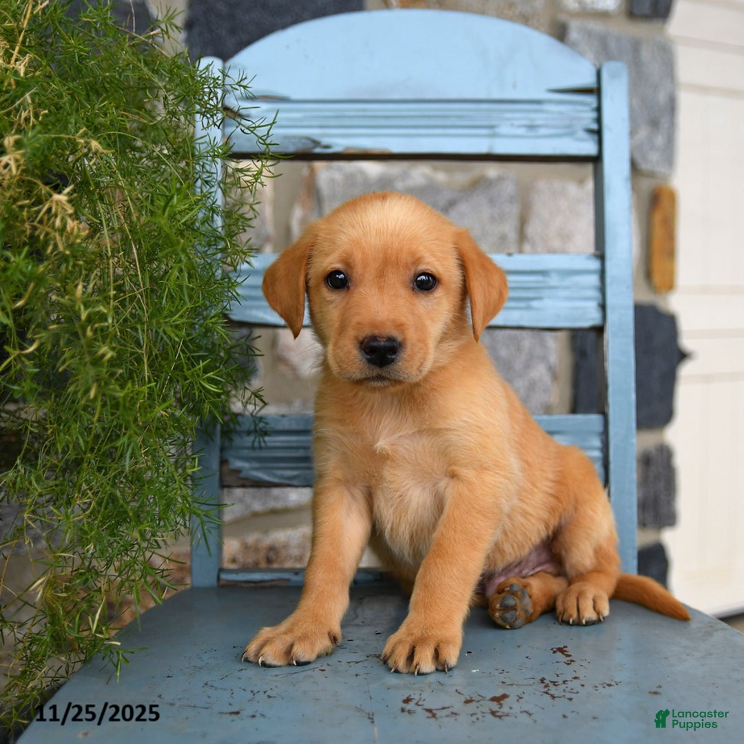 Labrador Retriever dogs for sale: ChexMix - Ad 5