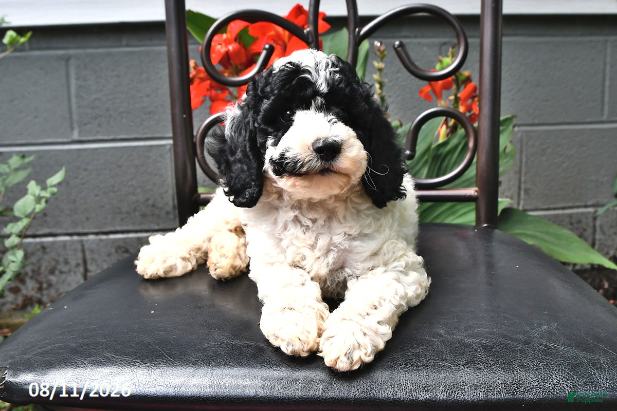 Cockapoo dogs Alex - Ad 2