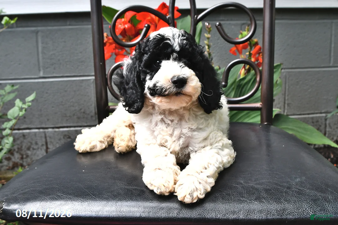 Cockapoo dogs for sale: Alex - Ad 2