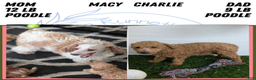 Miniature Poodle dogs for sale: Ziggy - Ad 12