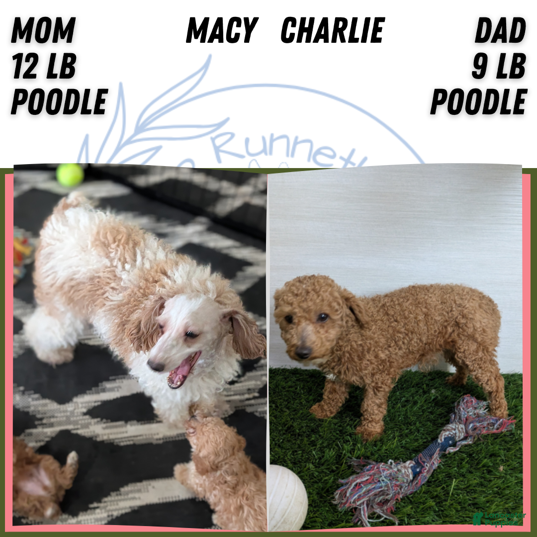 Miniature Poodle dogs for sale: Ziggy - Ad 12