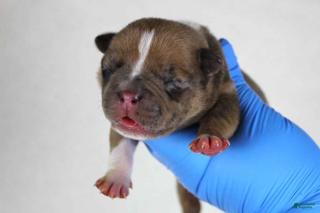 American Bully dogs for sale: Black Fawn Merle Female - Ad 1