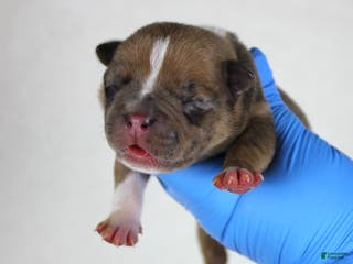 American Bully dogs Black Fawn Merle Female - Ad 35