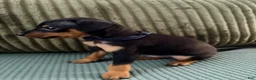 Miniature Pinscher dogs for sale: Leo - Ad 6
