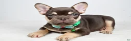 French Bulldog dogs for sale: Wesley - Ad 2