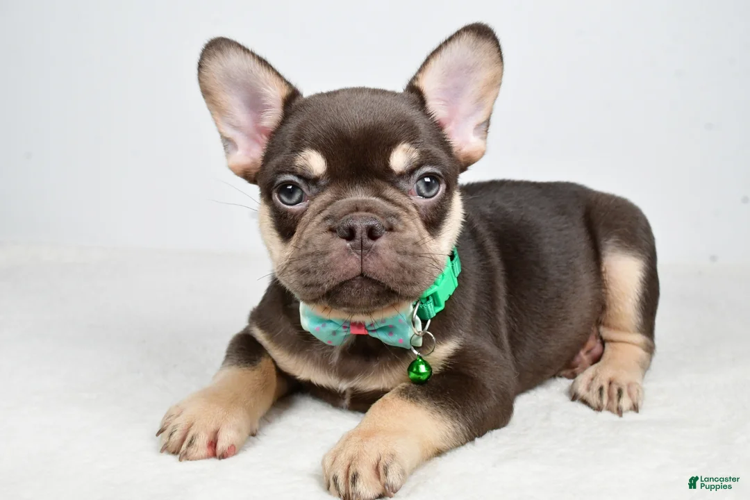French Bulldog dogs for sale: Wesley - Ad 2