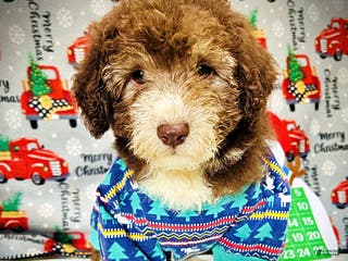 Havapoo dogs Whisky - Ad 30