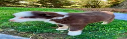 Miniature Australian Shepherd dogs for sale: Brooklyn - Ad 5