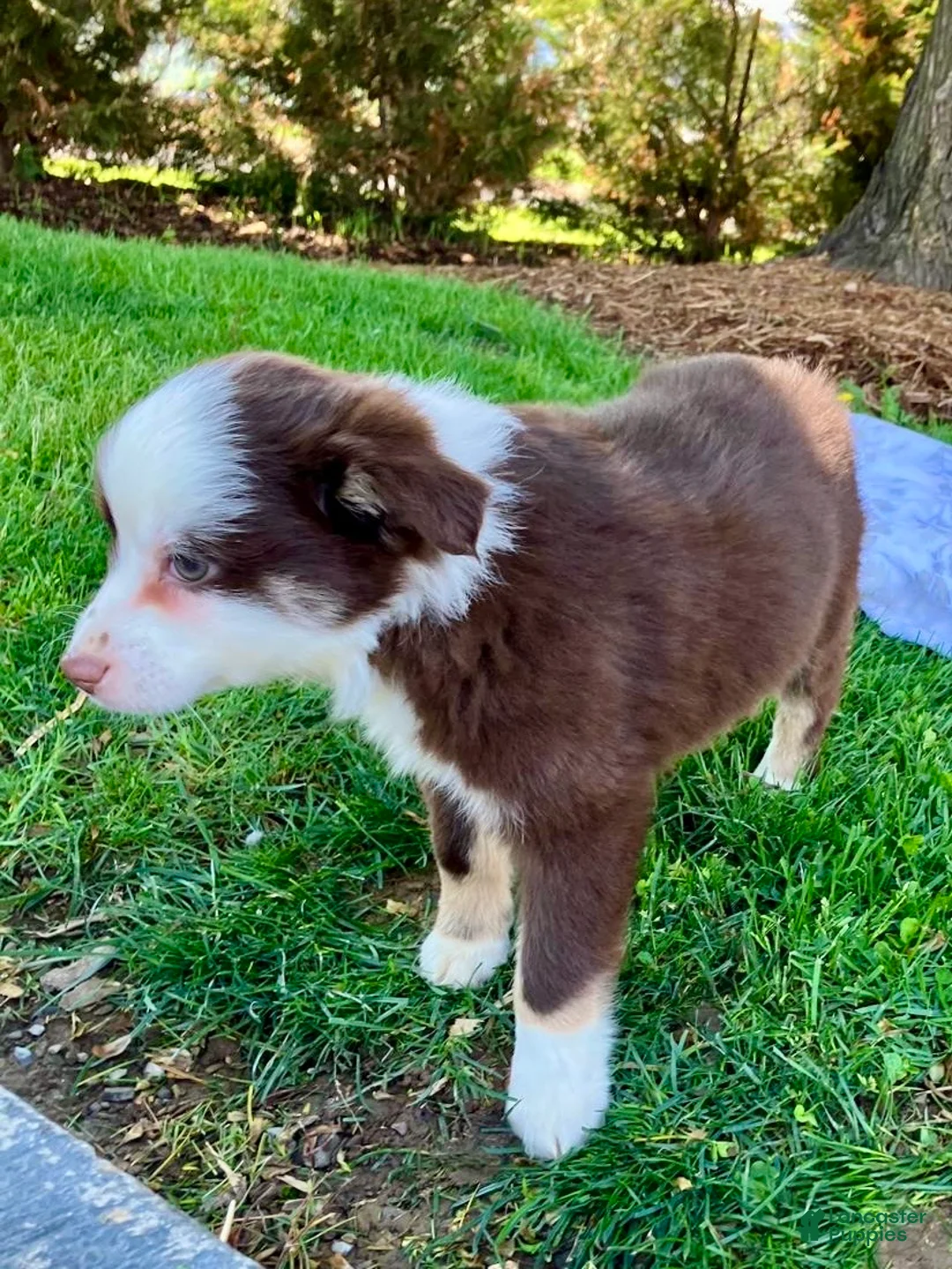 Miniature Australian Shepherd dogs for sale: Brooklyn - Ad 5