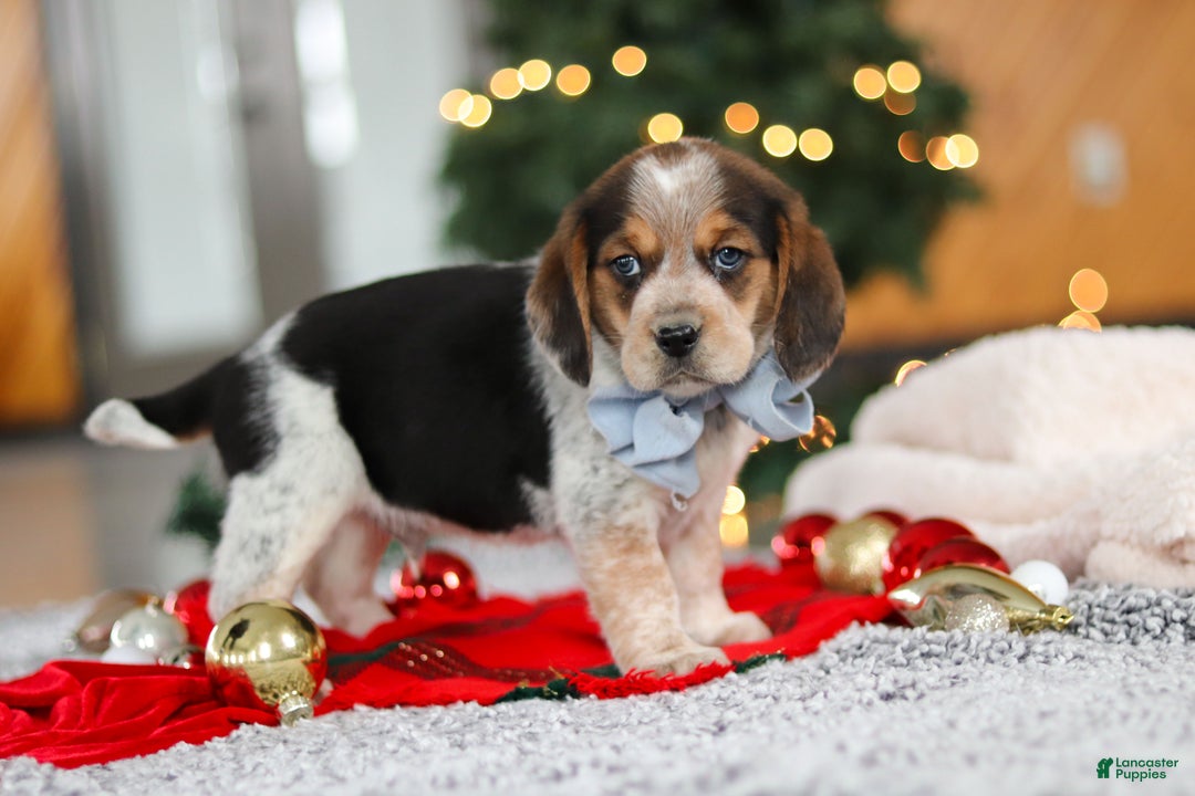 Beagle dogs for sale: Noah - Ad 2