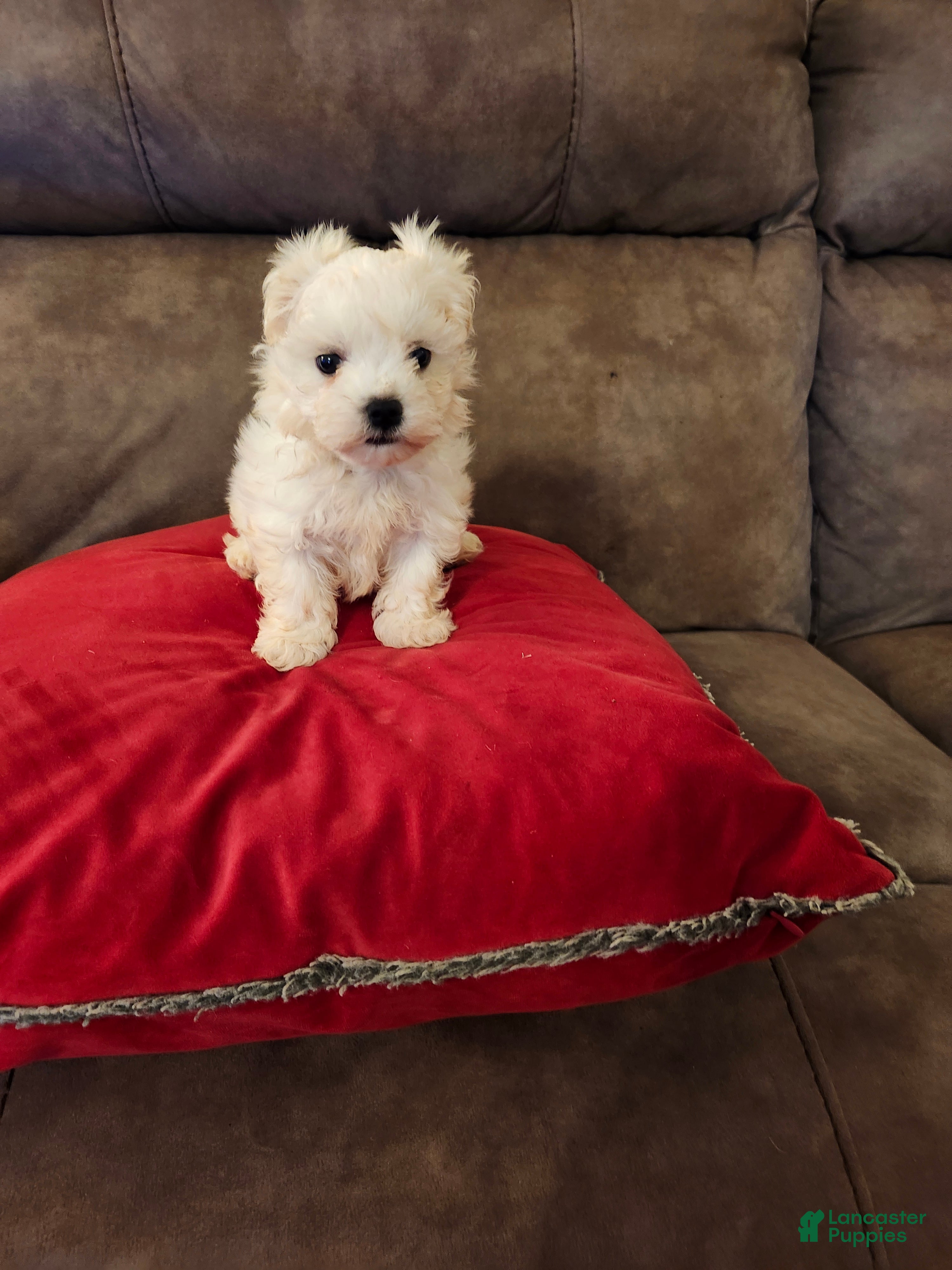 Maltese dogs Maltese Puppy 1 - Ad 2