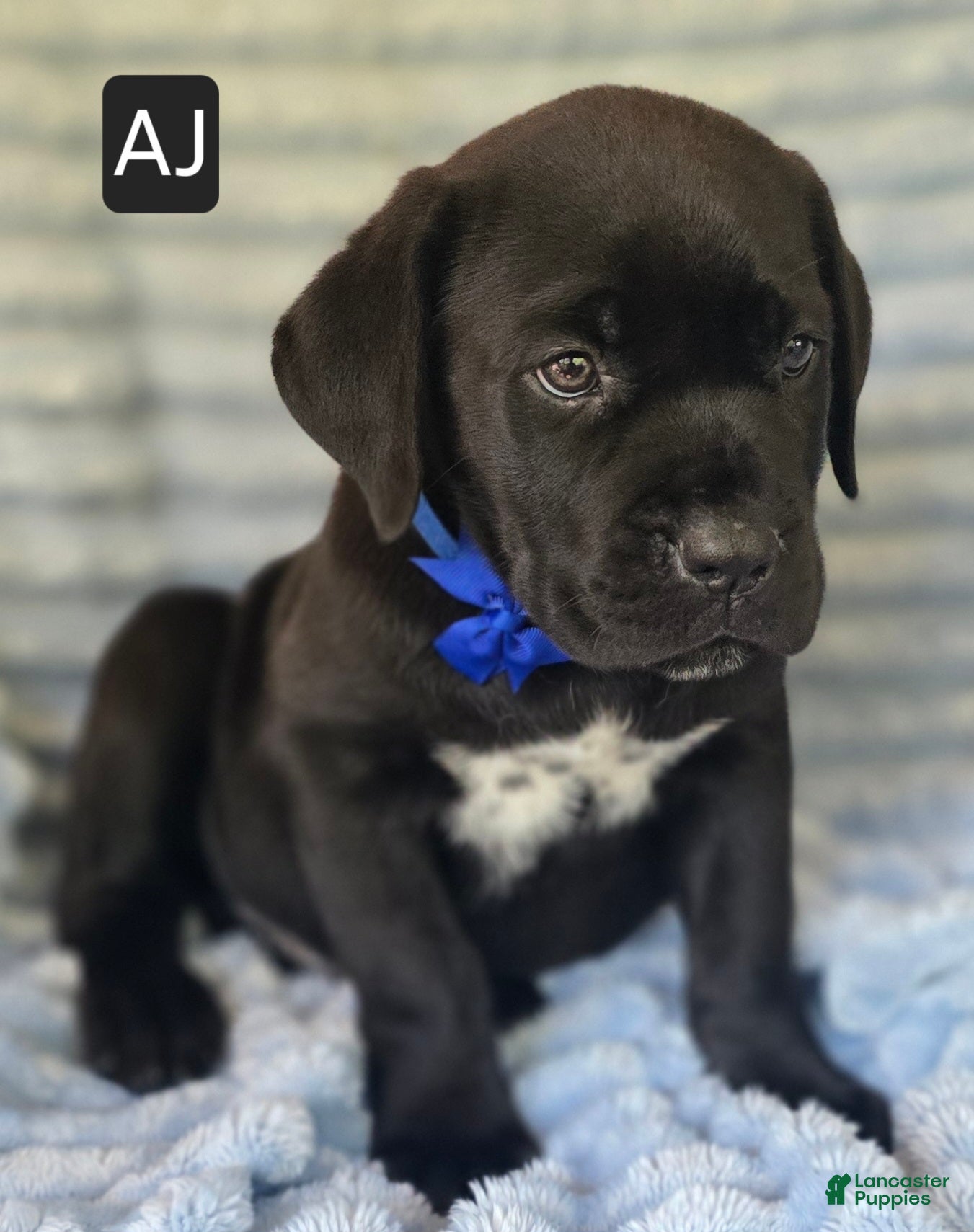 Cane Corso dogs AJ - Ad 2