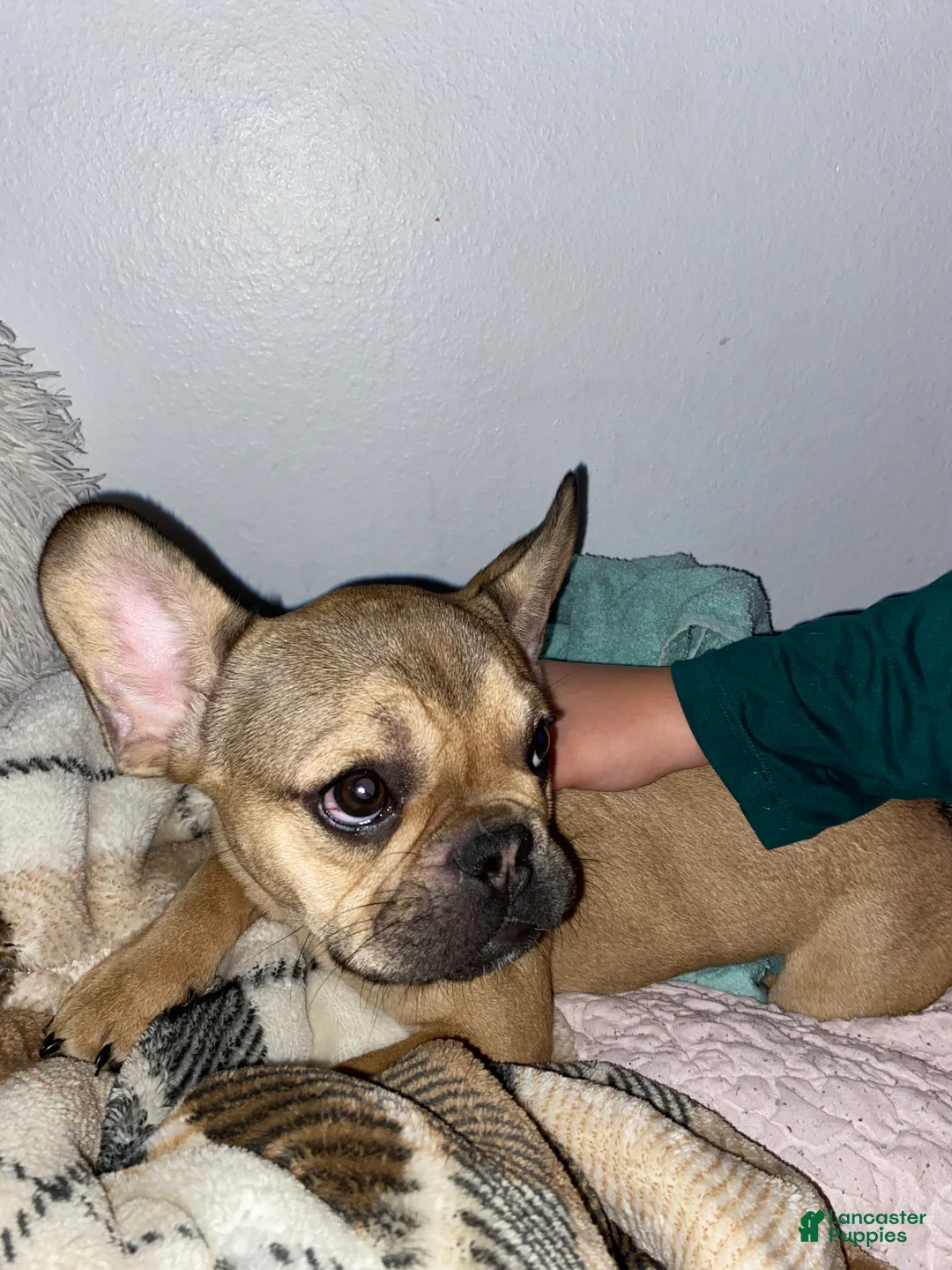 French Bulldog dogs for sale: Bubba - Ad 1