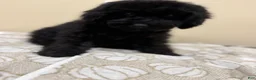 Toy Poodle dogs for sale: Toy Poodle 1 - Ad 5