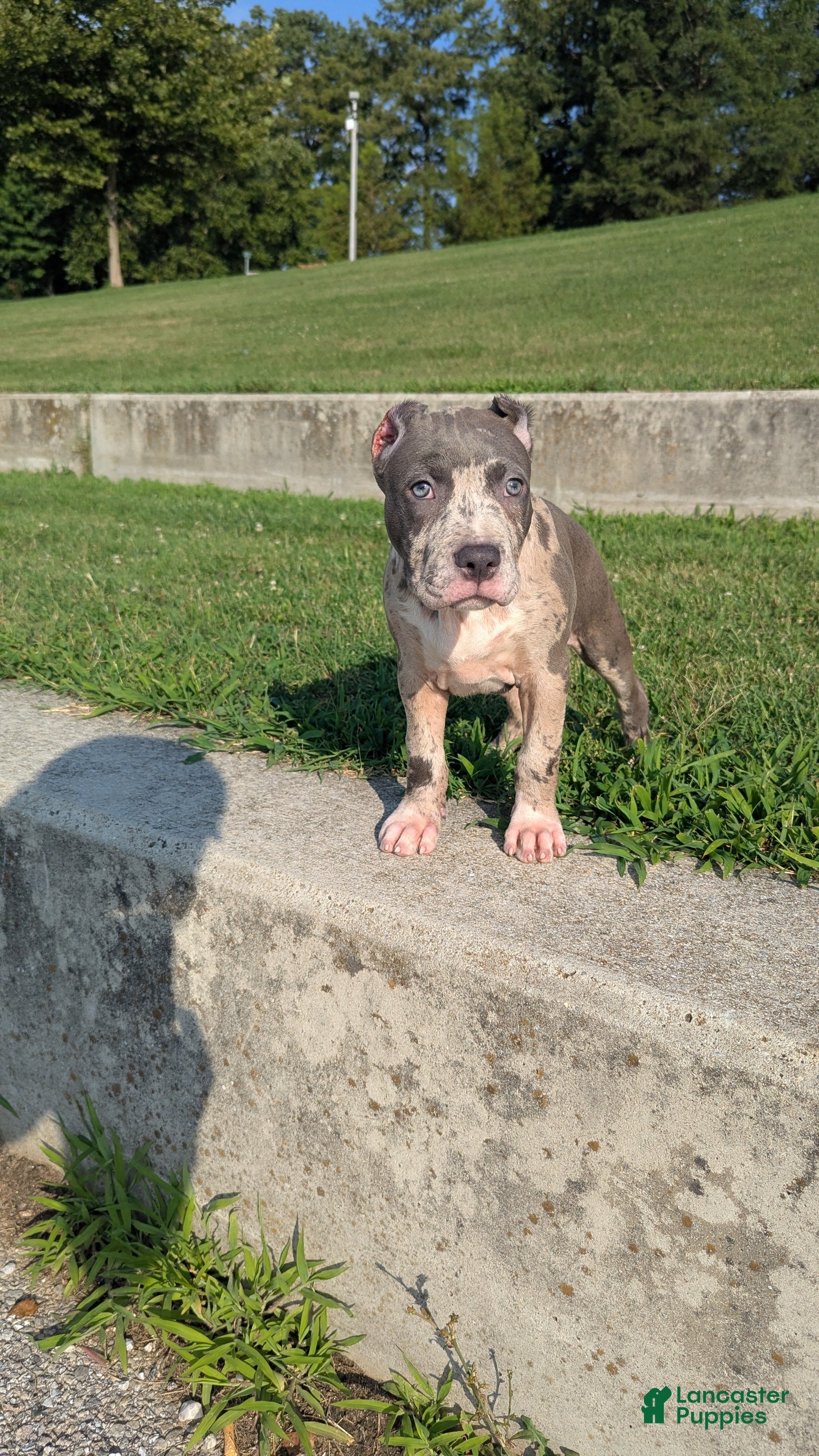 American Bully dogs Iris - Ad 1