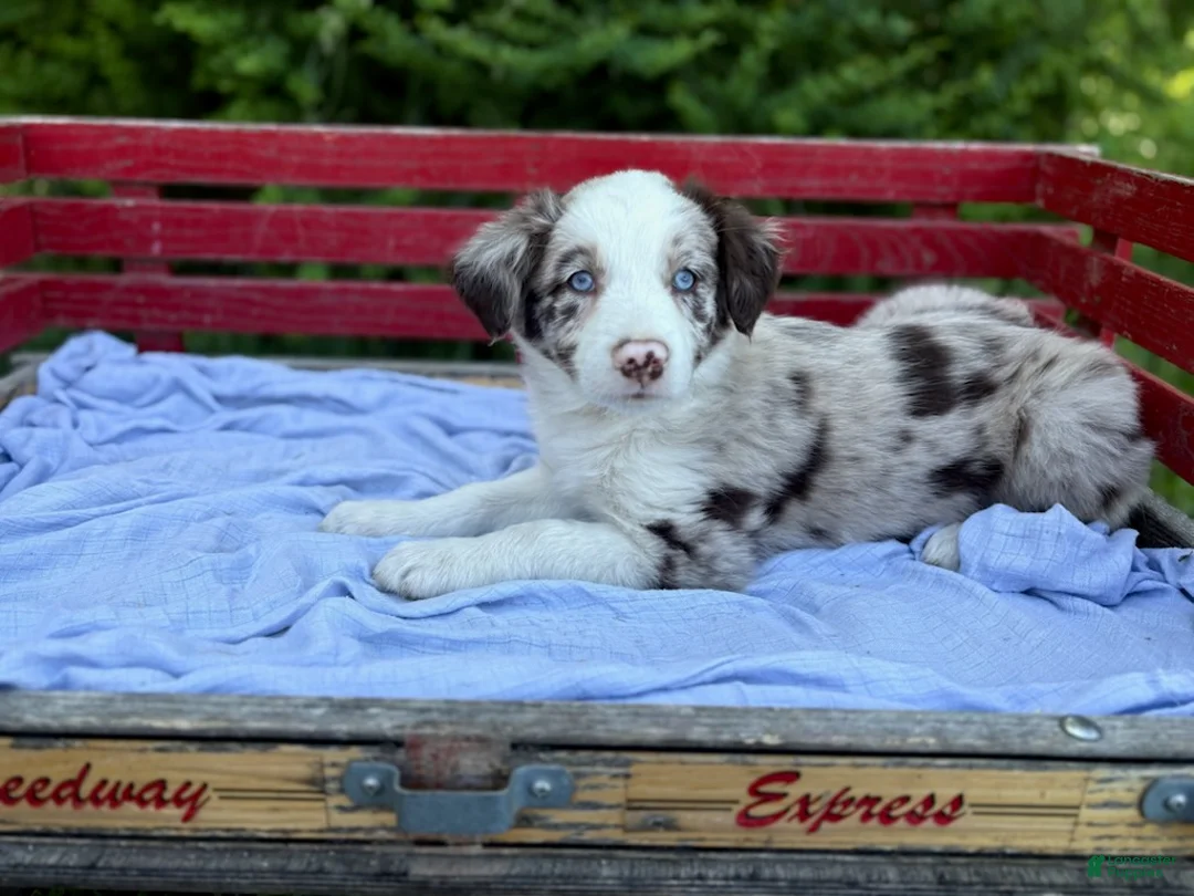 Australian Shepherd dogs for sale: Riley - Ad 4