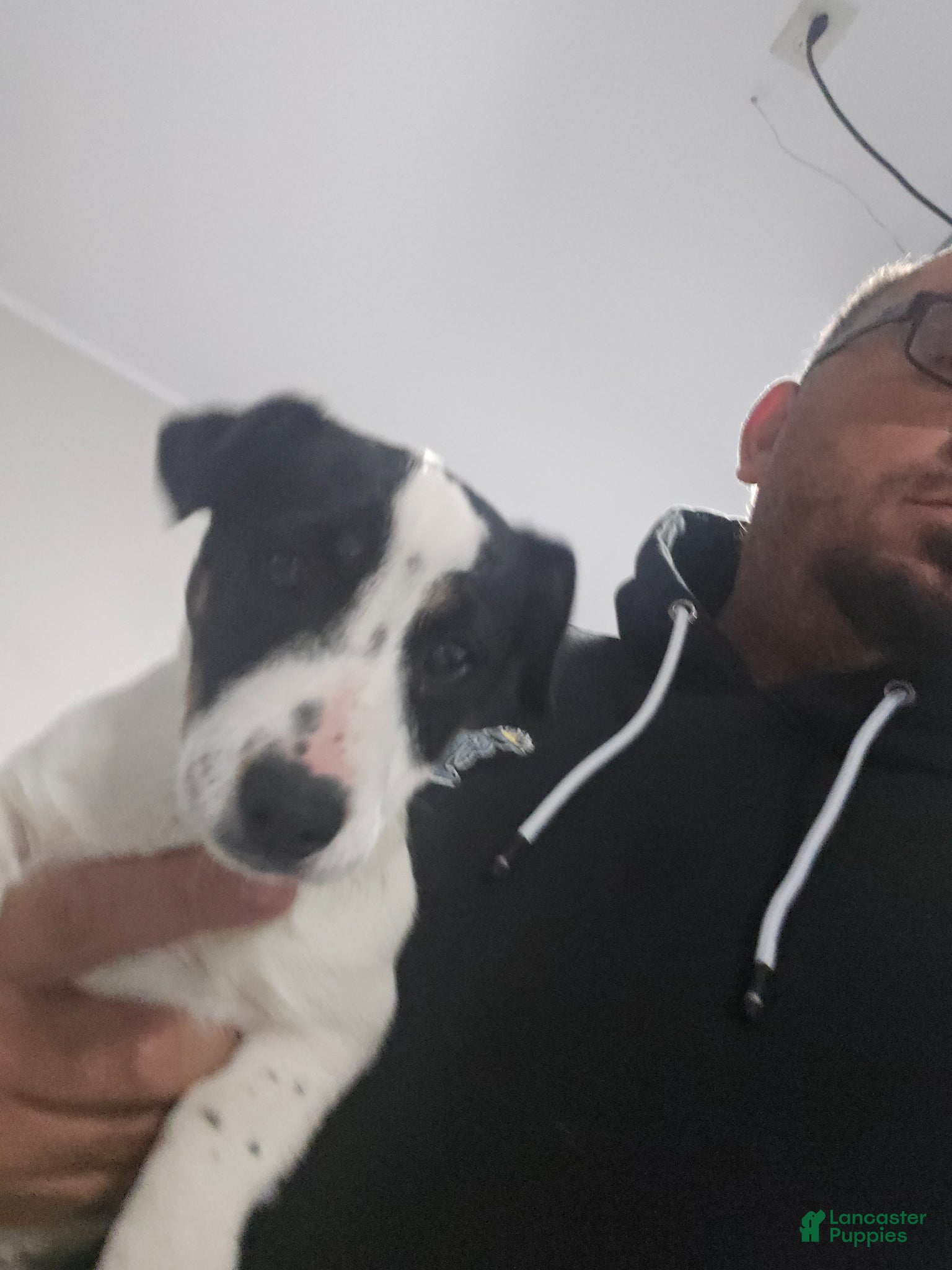 Jack Russell Terrier dogs Jack Russell Terrier Puppy 1 - Ad 1